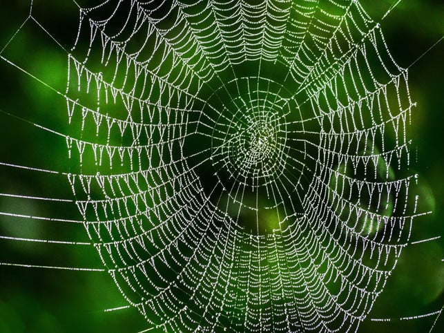 Spinnenfreier Balkon Diese 9 Pflanzen halten Spinnen fern Utopia.de