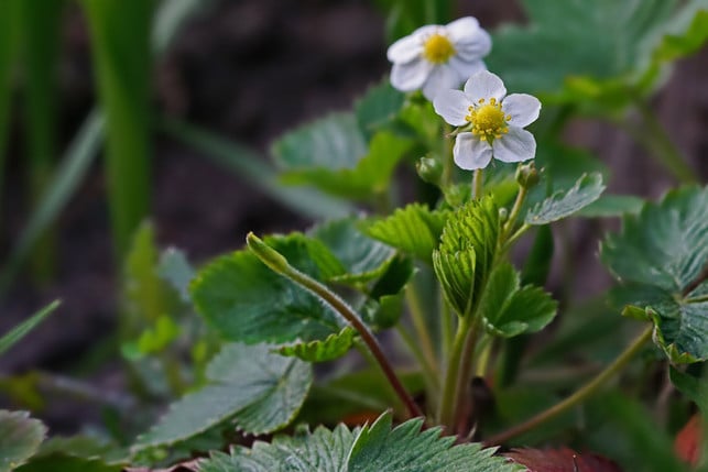 wenn-du-erdbeeren-oft-genug-giesst-entwickeln-sich-cc0--pixabay--schwoaze-250618_download Wenn du Erdbeeren oft genug gießt, entwickeln sich saftige Früchte aus den Blüten.