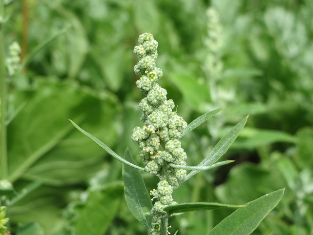 der-lateinische-name-fuer-gaensefuss-ist-chenopodium-cc0-pixabay-wikimediaimages-240610_download Der lateinische Name für Gänsefuß ist Chenopodium album.