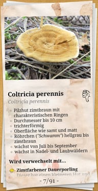 der-pilzatlas-eignet-sich-eher-als-uebersicht-screenshot-chantal-gilbrichutopia-200213_download "Der Pilzatlas" eignet sich eher als Übersicht.