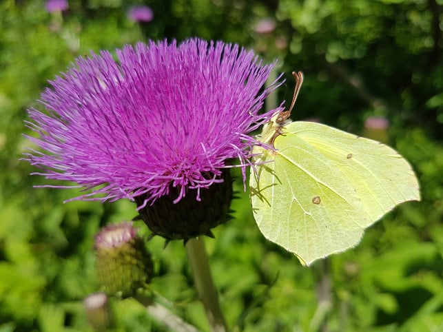 Milk thistle has long been valued for its liver-supporting effects.