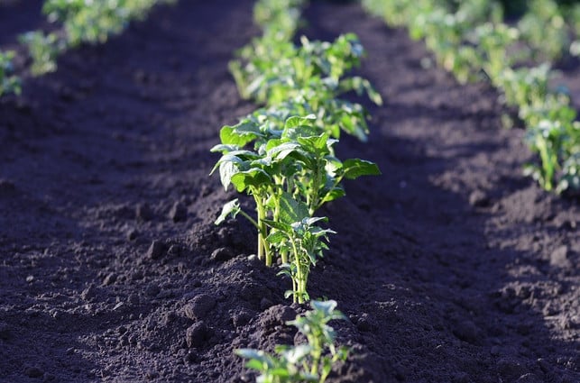 kartoffeln-die-fuer-den-verkauf-bestimmt-sind-mues-cc0-pixabay-nadezhda56-200403_download Kartoffeln, die für den Verkauf bestimmt sind, müssen mit Pflanzkartoffeln gesetzt werden.
