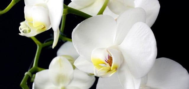 orchideen schneiden