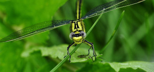 Libellen stechen