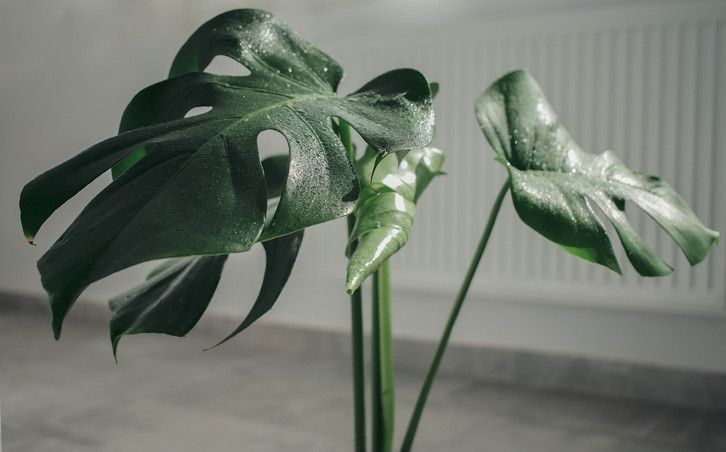 Monstera-Pflege: 4 Tipps fr die pflegeleichte Zimmerpflanze - Utopia.de