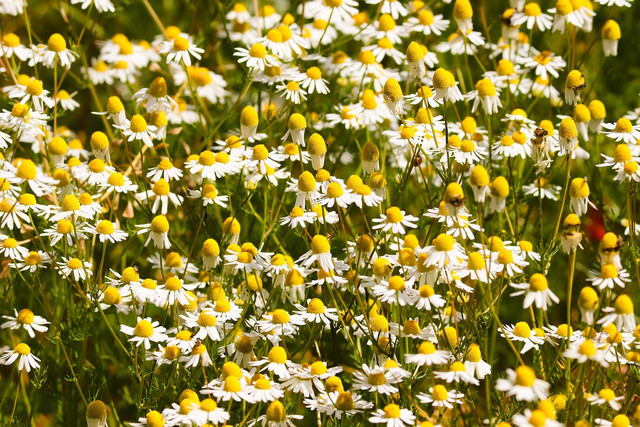 You can inhale chamomile, drink it as a tea or use it as a tincture.