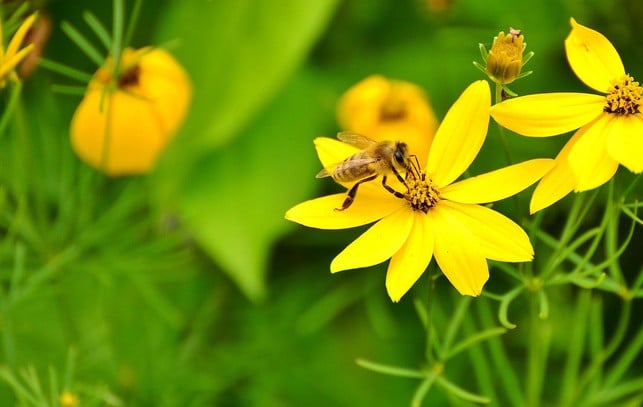 maedchenauge-mit-ungefuellten-blueten-cc0-pixabay-congerdesign-200312_download Dauerblüher: Mädchenauge mit ungefüllten Blüten.