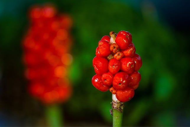 der-fruchtstand-des-aronstabs-besteht-aus-leuchten-cc0-pixabay-adege-230508_download Der Fruchtstand des Aronstabs besteht aus leuchtend roten oder orangen Beeren.