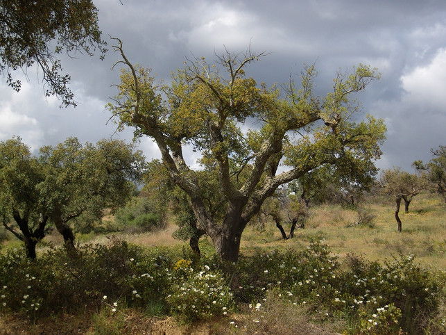 korkeneichenwaelder-binden-co2-und-tragen-zum-arten-cc0-pixabay-a_different_perspective-200828_download Korkeneichenwälder binden CO2 und tragen zum Artenschutz bei.