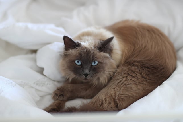 um-die-waschmaschine-zu-schonen-sollten-tierhaare-cc0--pixabay--vitalykobzun-251009_download Um die Waschmaschine zu schonen, sollten Tierhaare vorher von der Wäsche entfernt werden.