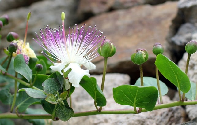 kapernstraeucher-gedeihen-auf-trockenen-boeden-cc0-pixabay-rhiannon-190624_download Kapernsträucher gedeihen auf trockenen Böden.