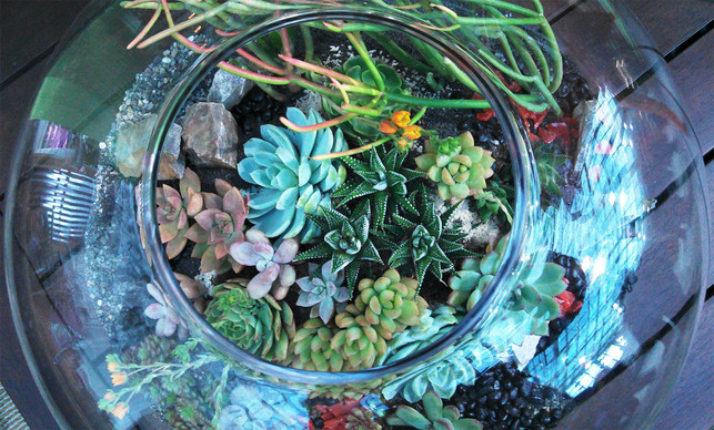 zimmerpflanzen-sukkulenten-x-brewbooks-cc-by-sa-2-0-161116-1280x773 Zimmerpflanzen: Sukkulenten