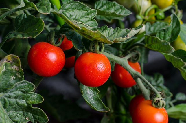 tomaten-koennen-mit-kopfkohl-und-studentenblumen-ko-cc0-pixabay-detonator-180511_download Mischkulturen: Tomaten sind mit Kopfkohl und Studentenblumen kombinierbar.