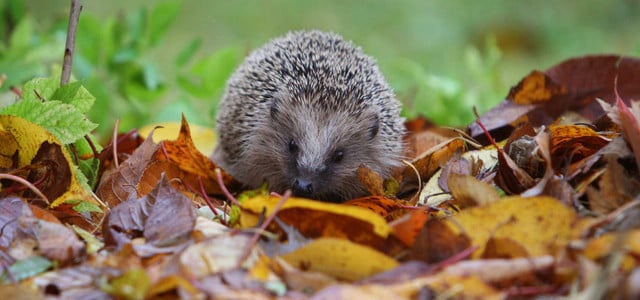 Tagsüber Igel gesehen? Nicht jeder muss zur Auffangstation