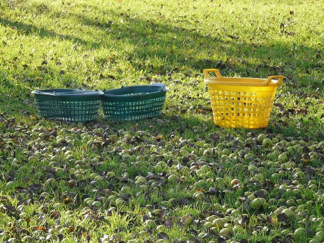 die-fruechte-vom-speierling-kannst-du-von-september-cc0-pixabay-hans-210211_download Die Früchte vom Speierling kannst du von September bis November ernten.