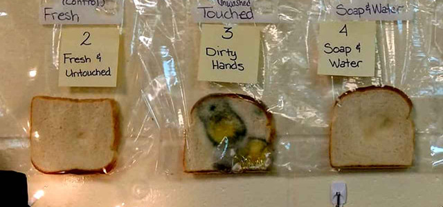 Toast, Experiment, Hände waschen