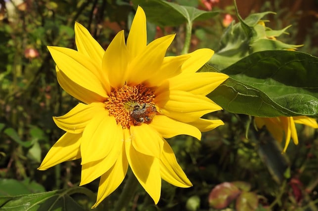 topinambur-ist-eng-mit-der-sonnenblume-verwandt-cc0pixabayhansbenn-170616 Topinambur ist eng mit der Sonnenblume verwandt.