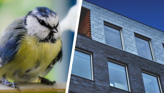 vogel-gegen-fenster-geflogen-so-gehst-du-vor-cc0-pixabay-garten-gg-unsplash-etienne-beau-231228 Vogel gegen Fenster geflogen: So gehst du vor