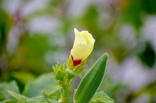 bluete-und-schote-der-okra-pflanze-cc0-pixabay-sandeephanda-210615_download So sehen Blüte und Schote der Okra-Pflanze aus.