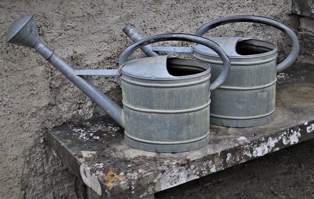 kiwipflanzen-solltest-du-im-sommer-regelmaessig-giess-cc0-pixabay-pasja1000-201028_download Kiwipflanzen solltest du im Sommer regelmäßig gießen.