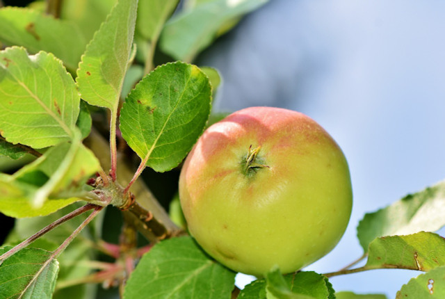 Apfelgelee: Einfaches Rezept zum Selbermachen