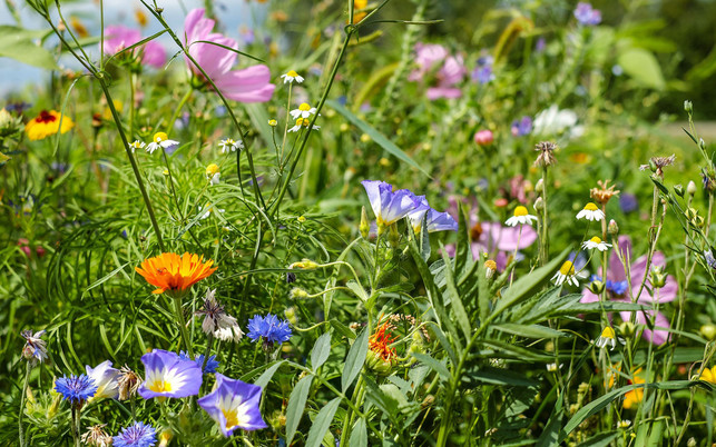 zero-waste-geschenk-blumen-15102018-pb-couleur-1280x800 Zero Waste Geschenke: Samen für Garten oder Balkon