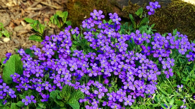 schaedlinge-lassen-das-blaukissen-meistens-in-ruhe-cc0-pixabay-matthiasboeckel-190619_download Schädlinge lassen das Blaukissen meistens in Ruhe.