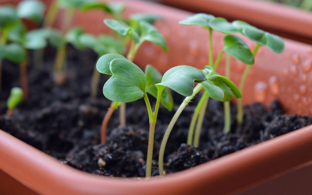 Microgreens Keimlinge Sprossen Sprossen und Keimlinge lassen sich leicht ziehen, teures Zubehör ist nicht nötig