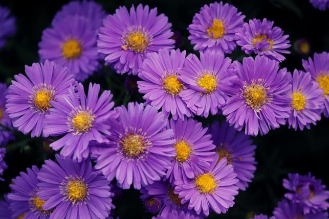 die-sorte-violetta-gehoert-zu-den-beliebtesten-as-cc0--pixabay--manfredrichter-250512_download Die Sorte "Violetta" gehört zu den beliebtesten Astern-Arten.