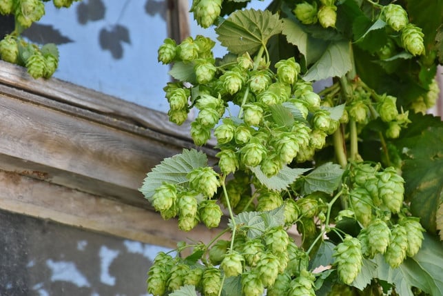 Hopd-Helt-Health-Foerdersprung-Aele-Oele-Cc0-Pixabay-Ritae-190702_Download Hops contain health -promoting essential oils and bitter substances.
