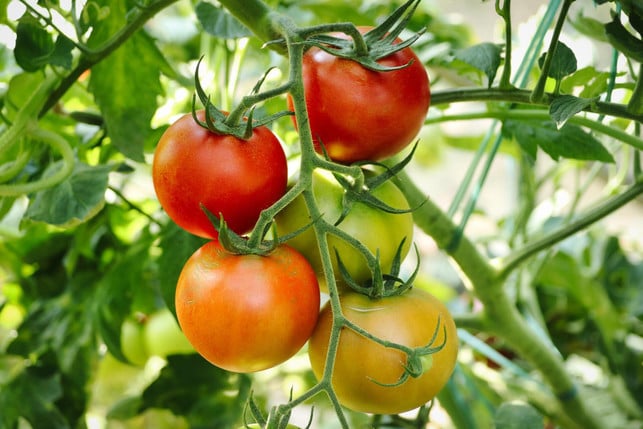 grauschimmelsporen-sind-eine-tomaten-krankheit-di-cc0--pixabay--planet_fox-250513_download Grauschimmelsporen sind eine Tomaten-Krankheit, die auch die Blätter befällt.