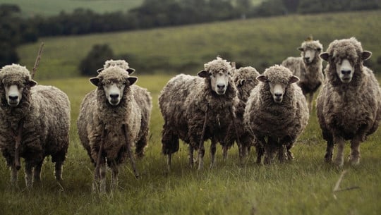 schurwolle-cc0-pixabay-free-photos-190116 schurwolle