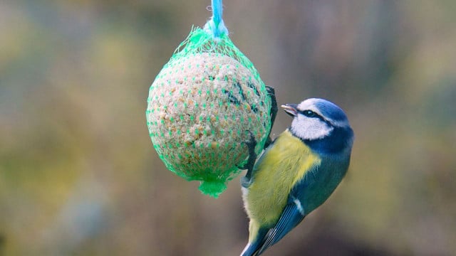 meisenknoedel-gefahr-pb-zkrej Gefahr für Vögel? Was du über Meisenknödel unbedingt wissen solltest