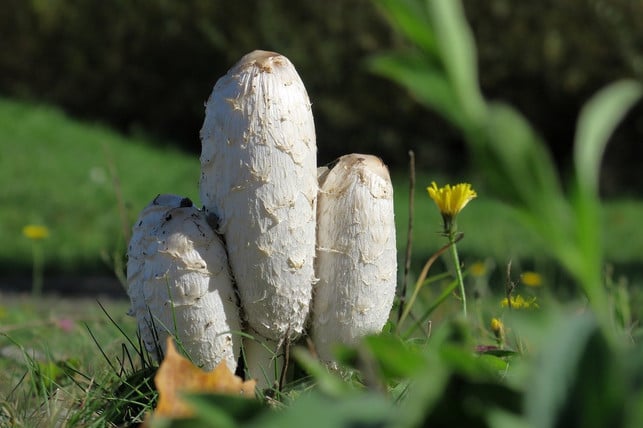 nur-der-junge-schopf-tintling-ist-geniessbar-cc0-pixabay-hhach-201028_download Heimische Speisepilze: Nur der junge Schopf-Tintling ist genießbar.