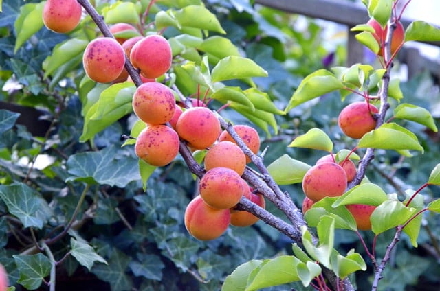 Um den Aprikosenbaum zu stärken, kannst du ihn regelmäßig mit Brennnesseljauche düngen.