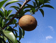 Chilce Manilkara Baum