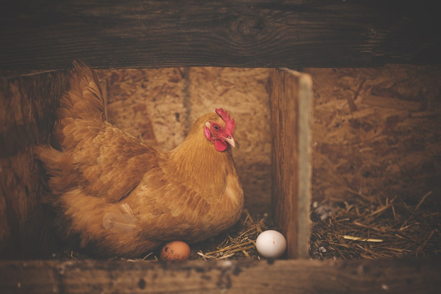 im-stall-finden-die-huehner-ruhe-um-eier-zu-legen-cc0-pixabay-pexels-200425_download Im Stall finden die Hühner Ruhe, um Eier zu legen.