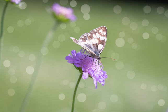 eine-zweite-bluete-der-skabiose-nuetzt-auch-insekten-cc0--pixabay--pezibear-250727_download Eine zweite Blüte der Skabiose nützt auch Insekten.