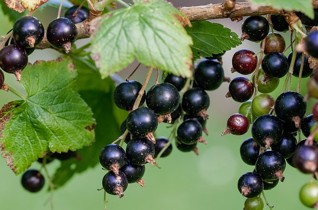 currant-896233_640 Vitamin - Vitamine