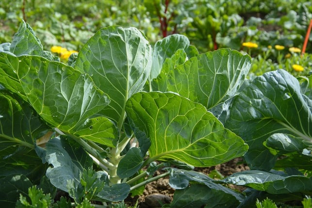 blumenkohl-kannst-du-im-garten-anbauen-cc0-pixabay-reginal-230822_download Blumenkohl kannst du im Garten anbauen.