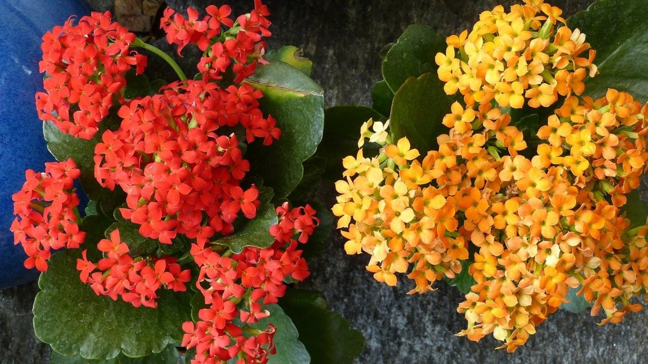 wie paprika dngen Bio-Paprika-Dnger kaufen