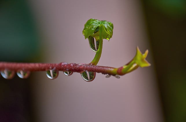 du-kannst-spinnmilben-bekaempfen-indem-du-die-luft-cc0--pixabay--gerhard_romero-250616_download Du kannst Spinnmilben bekämpfen, indem du die Luftfeuchtigkeit erhöhst.