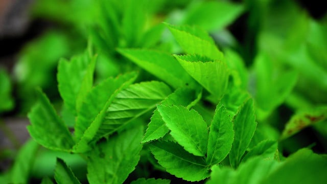 giersch-essen-cc0-pixabay-congerdesign-230601 Giersch essen