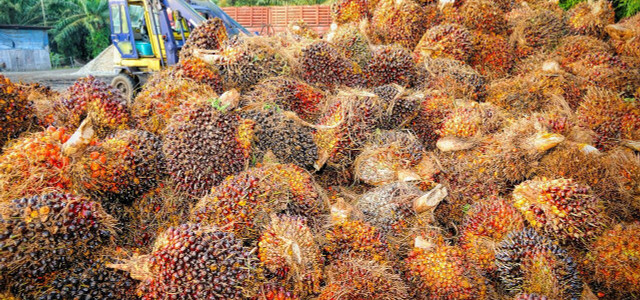 Statt Palmöl 1:1 zu ersetzen, könnten wir an einer Ernährung arbeiten, die ohne derartige Inhaltsstoffe auskommt.