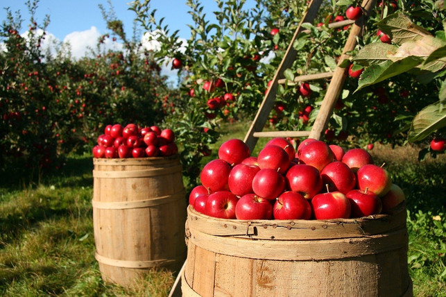 frisch-vom-baum-sind-aepfel-am-klimafreundlichsten-cc0-pixabay-lumix2004-200929_download Frisch vom Baum sind Äpfel am klimafreundlichsten und gesündesten.