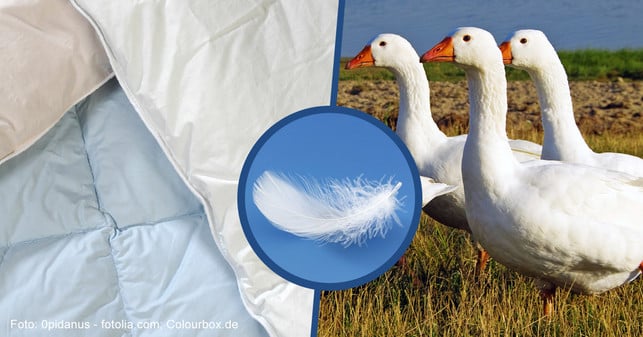 daunen-cw-0pidanus-161012-1200x628 daunen