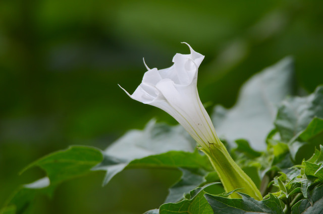 The flowers of the thorn apple always grow 