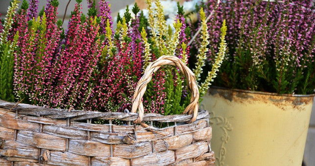 die-besenheide-blueht-je-nach-sorte-bis-in-den-deze-cc0-pixabay-congerdesign-201029_download Die Besenheide blüht je nach Sorte bis in den Dezember hinein.