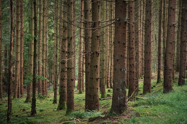 nadelwaelder-sorgen-eher-fuer-eine-bodenversauerung-cc0-pixabay-felix_w-190412_download Nadelwälder sorgen eher für eine Bodenversauerung.