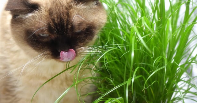 katzengras-kann-den-magen-deiner-katze-reinigen-un-cc0-pixabay-alexas_fotos-240821_download Katzengras kann den Magen deiner Katze reinigen und Vergiftungen vorbeugen.